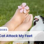 why does my cat attack my feet