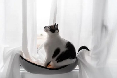 window-hammock