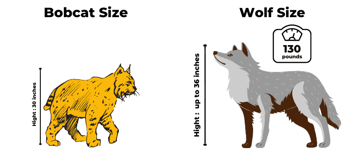 wolt-size-and-bobcats-size