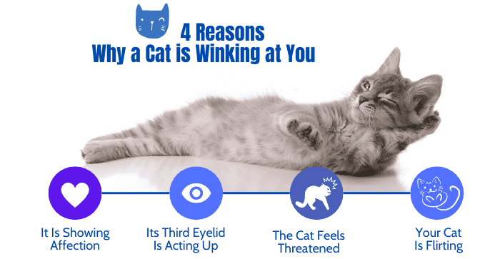 4-reasons-why-a-cat-is-winking-at-you