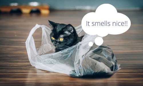 Cat-Are-Attracted-to-the-Bag-Smell