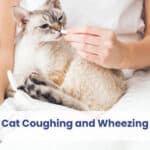 Cat Coughing and Wheezing