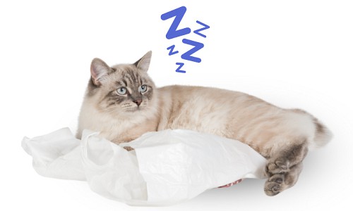 Cats-Lick-Plastic-Bags-because-Boredom