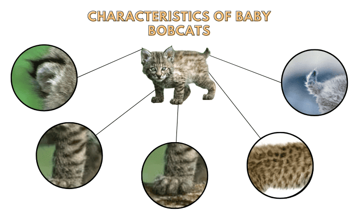 Characteristics-of-baby-bobcats