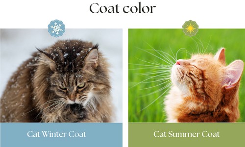 Coat-color-of-cat-winter-coat-vs-summer-coat