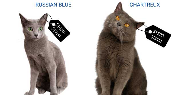 Cost-Comparison-Between-Russian-And-Chartreux-Cats