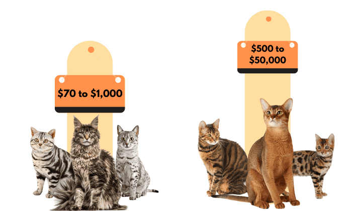Cost-Tabby-vs-Tiger-Cat