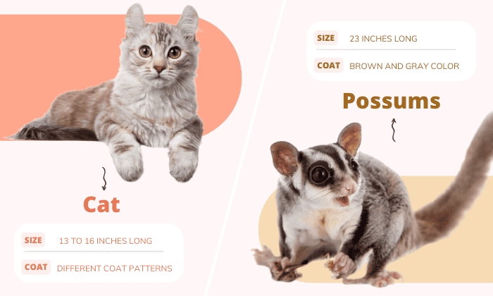 Differences-Between-Cat-And-Possum