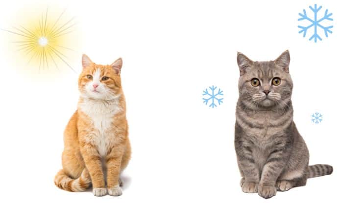 Differences Between Cat Winter Vs Summer Coat