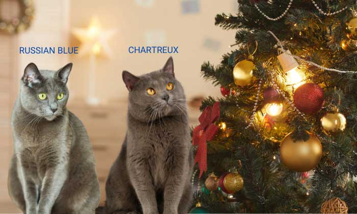 Differences-of-Chartreux-Cat-Vs-Russian-Blue