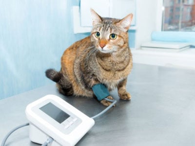 Feeding-Fish-to-Cats-to-Slows-Down-Kidney-Diseases