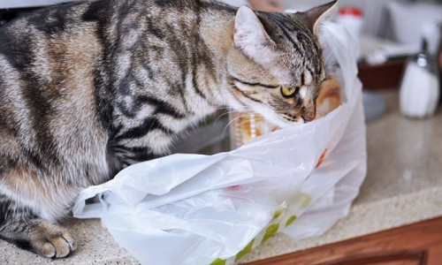 Food-Smell-in-plastic-bag