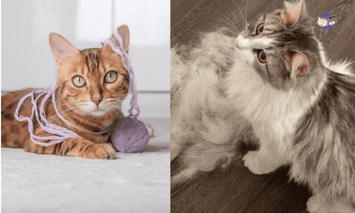 Foreign-Objects-or-Hairballs-cat