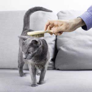Grooming-of-Russian-blue-cat-vs-Chartreux
