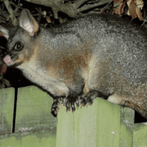 Habitat-of-Possum