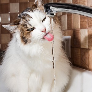 Keep-Your-Cat-Hydrated