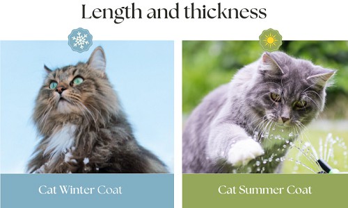 Length-and-thickness-of-cat-winter-coat-vs-summer-coat