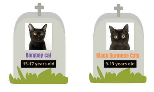 Lifespan-of-Bombay-Vs-Burmese-Cats