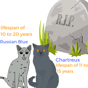 Lifespan-of-Russian-And-Chartreux-Cat
