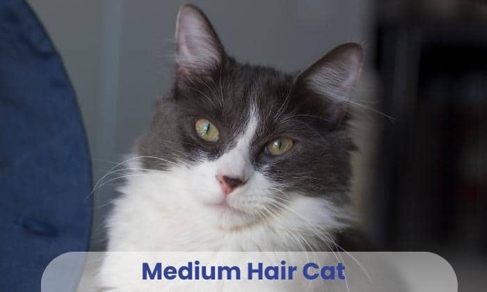 Medium-Hair-Cat