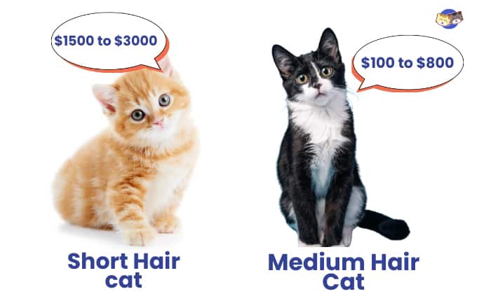 Medium-Haired-Kitten-Vs-Short-Hair-Cost