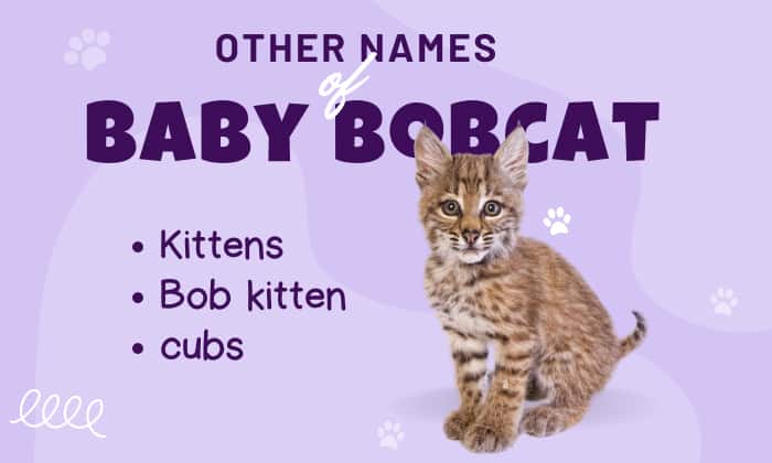 Names-of-baby-bobcats