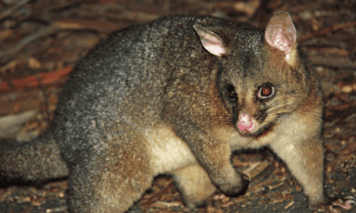 Overview-of-Australia’s-Most-Common-Possums