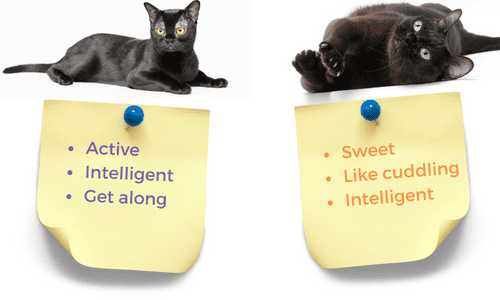 Personality-of-Bombay-Vs-Burmese-Cats