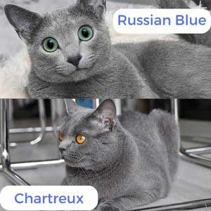 Personality-of-Russian-blue-cat-vs-Chartreux