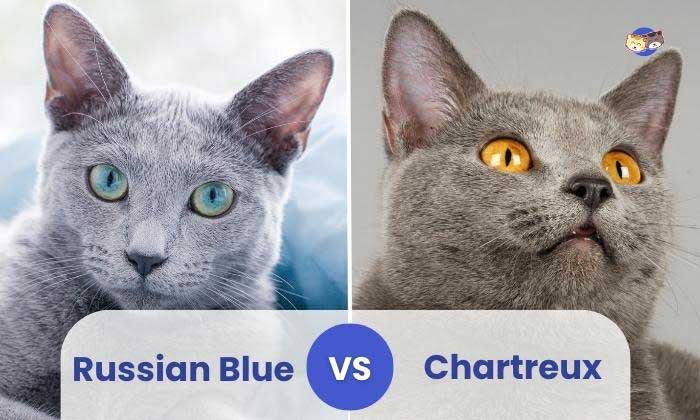 Russian Blue Vs Chartreux