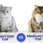 Short-Hair-Vs-Medium-Hair-Cat