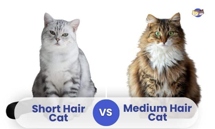 Short-Hair-Vs-Medium-Hair-Cat