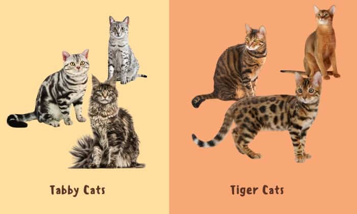 Similarities-between-Tabby-vs-Tiger-Cat