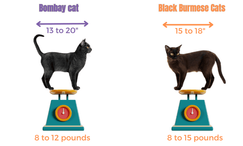 Size-of-Bombay-Vs-Burmese-Cats