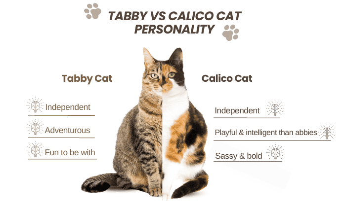 tabby-vs-calico-cat-personality