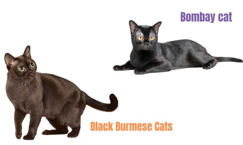 The-appearance-of-Bombay-Vs-Burmese-Cats