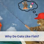 why do cats like fish