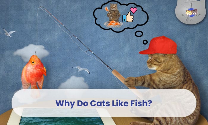 why do cats like fish