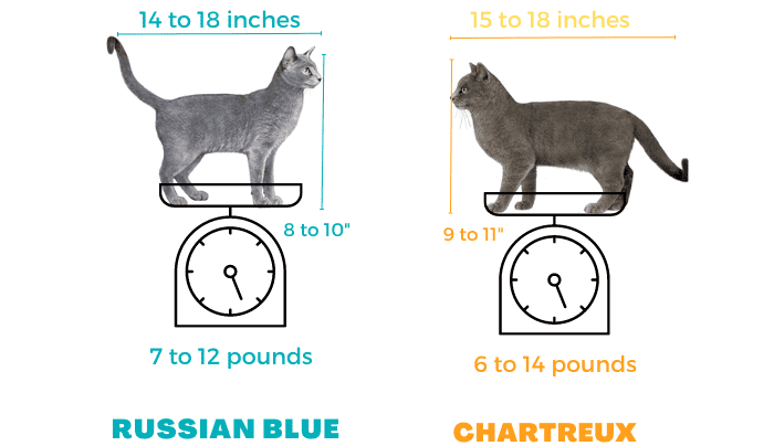 appearance--of-russian-blue-cat-vs-chartreux