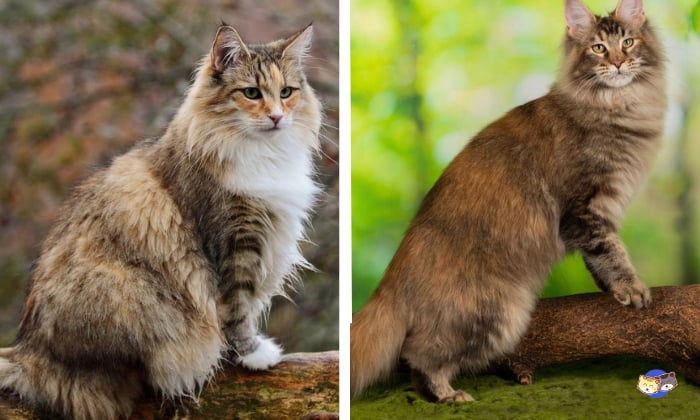 are-maine-coons-related-to-norwegian-forest-cats