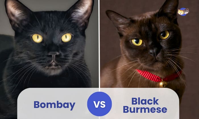 black burmese cat vs bombay