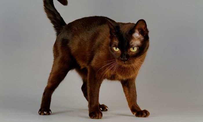 burmese-black-cat-breeds
