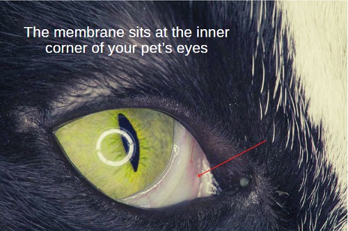 cat-blinking-one-eye