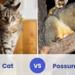 cat vs possum