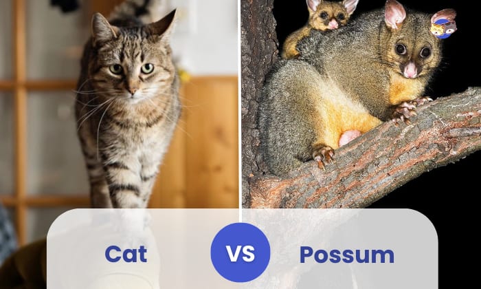 cat vs possum