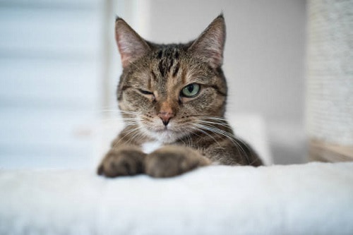cat-winking-one-eye