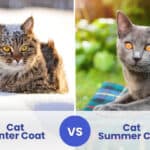 cat winter coat vs summer coat
