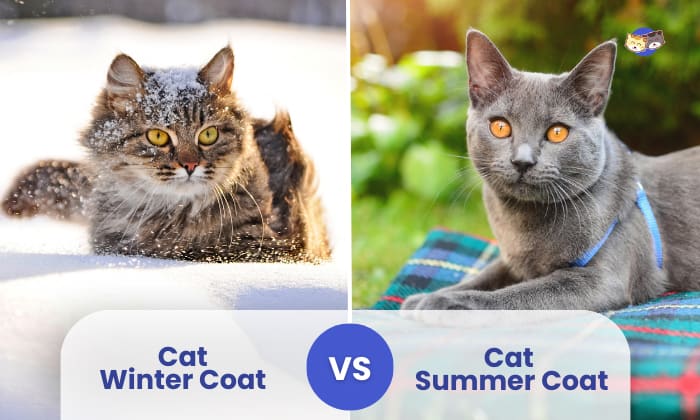 cat winter coat vs summer coat