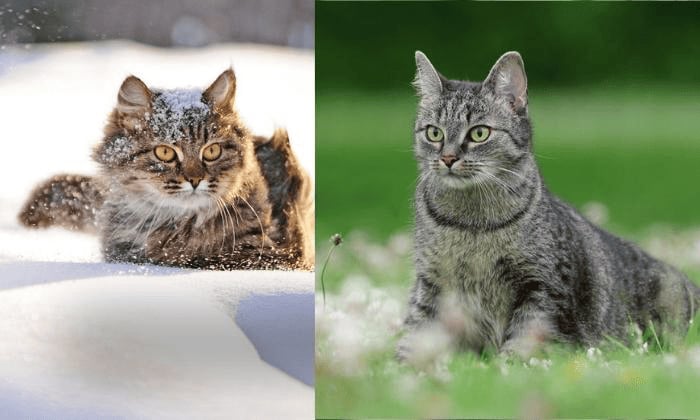 cat-winter-vs-summer-coat