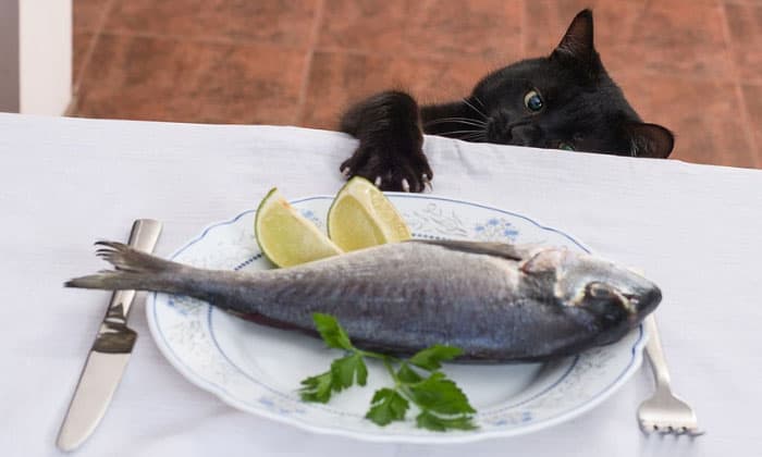 cats-love-fish-more-than-other-meats